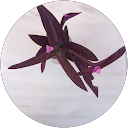 Shaked Buhnik profile picture